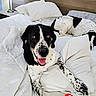Dio is registered to the contest to win money with this photo: animal, bed, black_and_white_spots, blanket, canine, cozy, dog, domestic, furniture, happy_dog, headboard, indoor, pet, pillow, relaxed, resting, sleeping_dog, tongue_out, two_dogs, white_bedspread