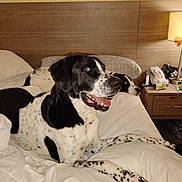 Dio is registered to the contest to win money with this photo: bed, black_and_white, blanket, canine, dog, domestic, furniture, happy, headboard, household, indoor, lamp, laying_down, mouth_open, pets, pillow, relaxation, resting, spotted, table