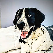 Dio is registered to the contest to win money with this photo: dog, canine, pet, black_and_white, spotted, bed, blanket, bedding, tongue_out, happy, portrait, closeup, eyes, nose, fur, paw, indoor, resting, smiling, mammal