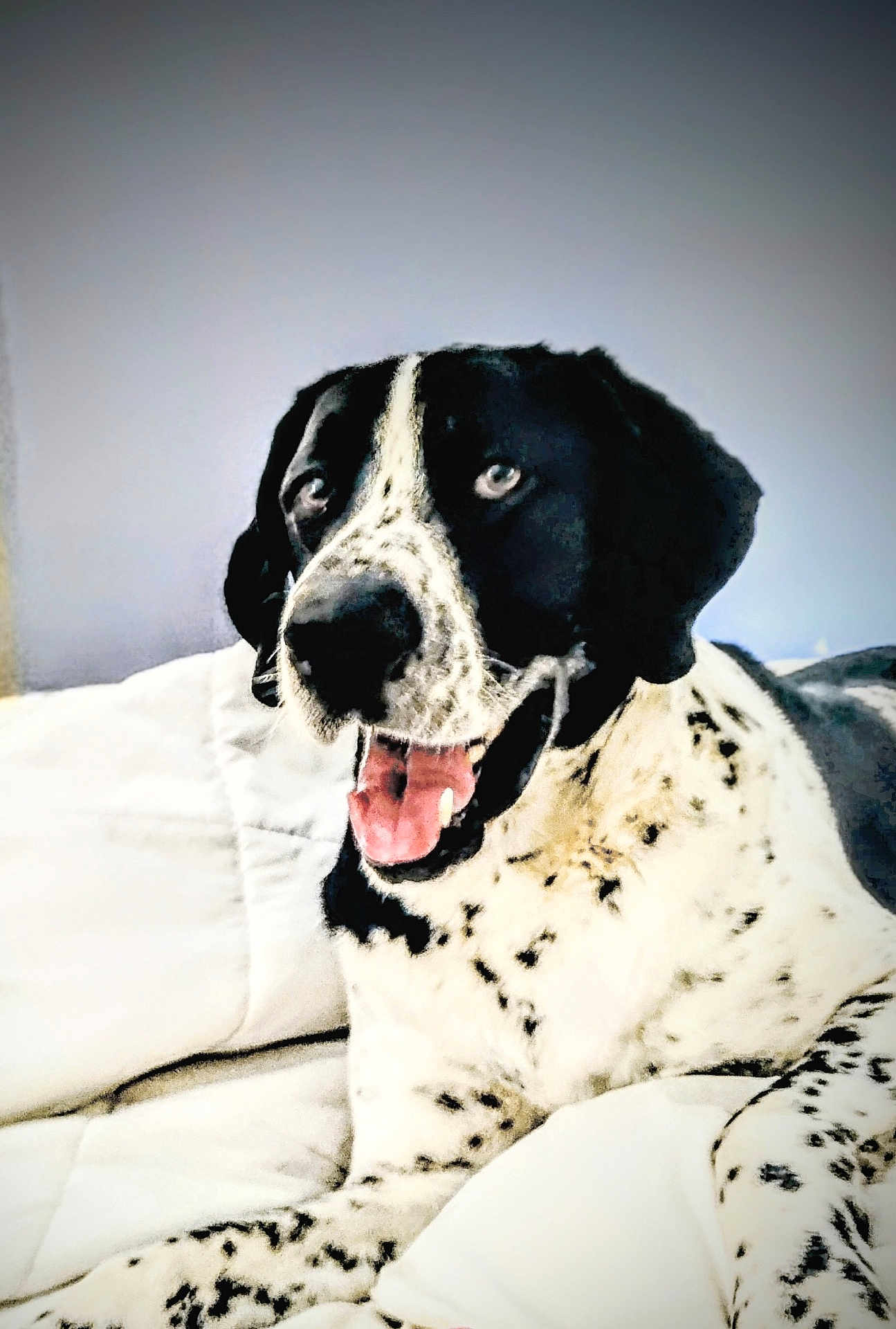 Dio is registered to the contest to win money with this photo: dog, canine, pet, black_and_white, spotted, bed, blanket, bedding, tongue_out, happy, portrait, closeup, eyes, nose, fur, paw, indoor, resting, smiling, mammal