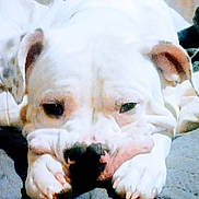 Hercules joined the competition — help win amazing prizes! dog, white_dog, resting, paws, face, wrinkles, quilted_surface, indoor, pet, animal, portrait, calm, close_up, canine, sleepy, head_down, looking_at_camera, mobile_screenshot, phone_interface, time_stamp