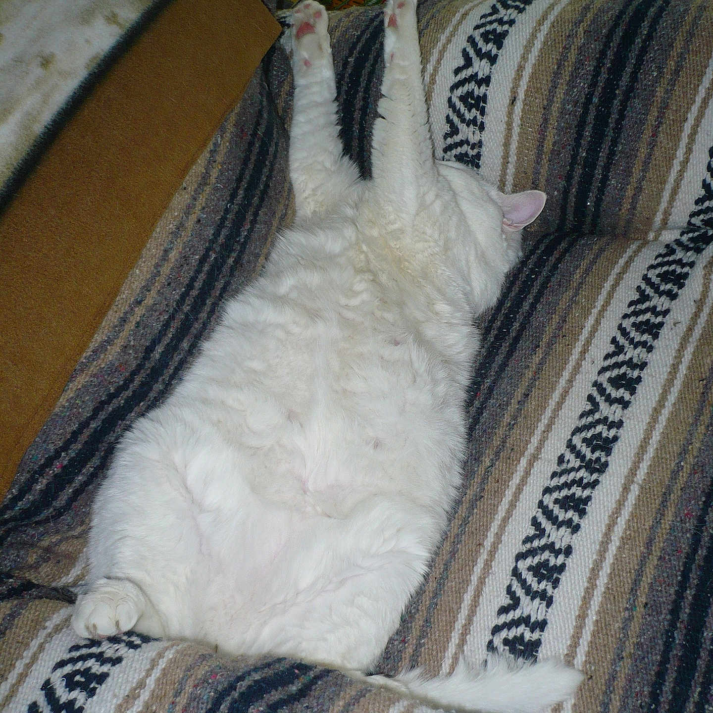 Heathen is registered to the contest to win money with this photo: abyssinian, angora, animal, bed, blanket, cat, chair, couch, cushion, electronics, furniture, homedecor, kitten, linen, manx, person, pet, remotecontrol, siamese, sleeping