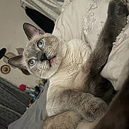 Coco is registered to the contest to win money with this photo: animal, bed, blanket, blue_eyes, cat, closeup, cozy, curious, cute, feline, fur, home, indoor, paw, pet, relaxed, resting, siamese_cat, tongue_out, whiskers