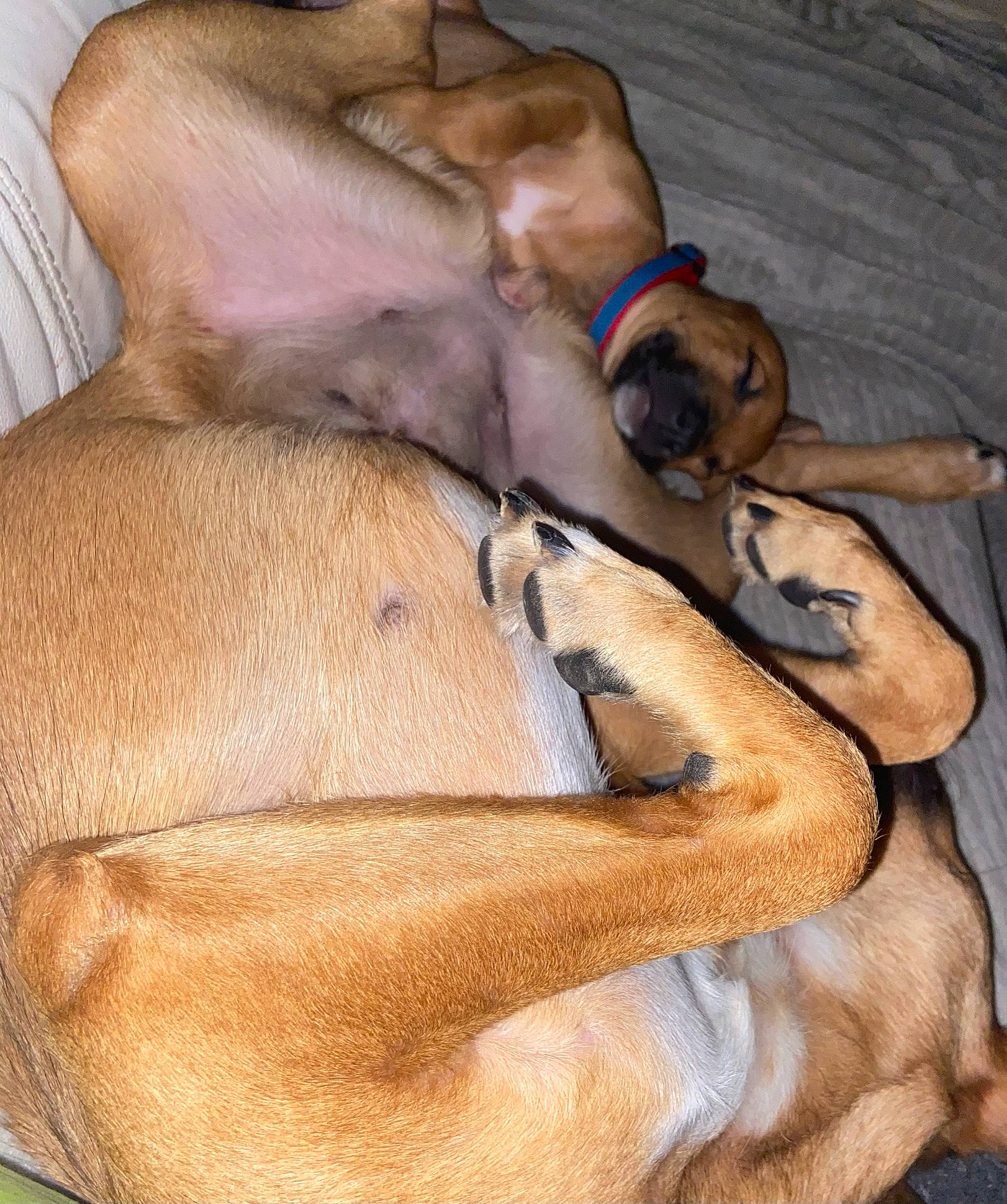 Gaia a rejoint le concours — aidez-le/la à gagner de superbes lots ! canidae, carnivore, collar, comfort, companion_dog, dog, dog_breed, dog_collar, dog_supply, fawn, guard_dog, liver, non_sporting_group, paw, pet_supply, snout, sporting_group, working_animal, working_dog, wrinkle