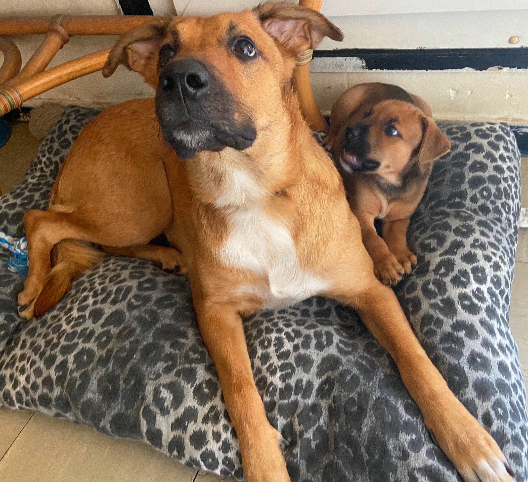 Gaia a rejoint le concours — aidez-le/la à gagner de superbes lots ! canidae, carnivore, collar, comfort, companion_dog, dog, dog_breed, dog_collar, dog_supply, fawn, fur, guard_dog, liver, paw, pet_supply, snout, sporting_group, whiskers, working_animal, working_dog