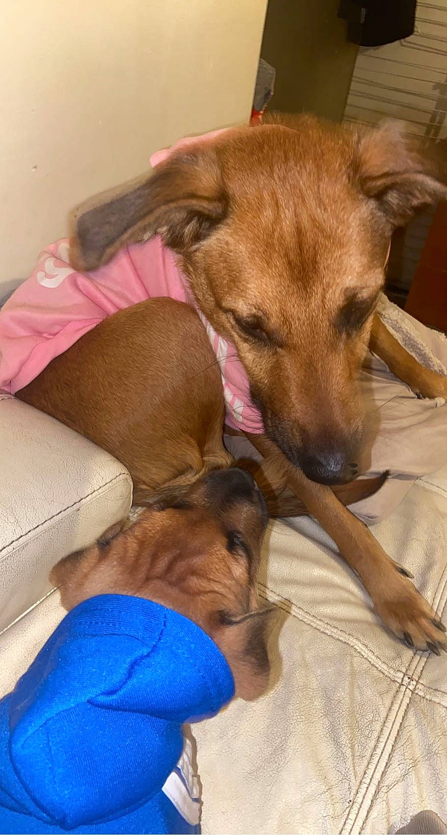 Gaia a rejoint le concours — aidez-le/la à gagner de superbes lots ! canidae, carnivore, collar, comfort, companion_dog, dog, dog_breed, dog_collar, dog_supply, fawn, fur, liver, pet_supply, puppy, snout, sporting_group, terrestrial_animal, whiskers, wood, working_animal