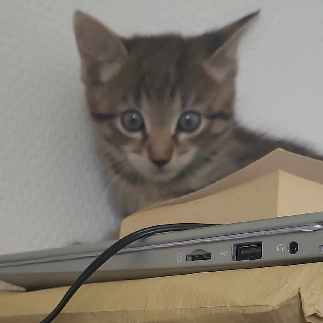 Bella a rejoint le concours — aidez-le/la à gagner de superbes lots ! abyssinian, alloywheel, animal, cat, computer, computerhardware, computerkeyboard, desk, electronics, furniture, hardware, kitten, laptop, modem, monitor, pc, pet, phone, screen, table