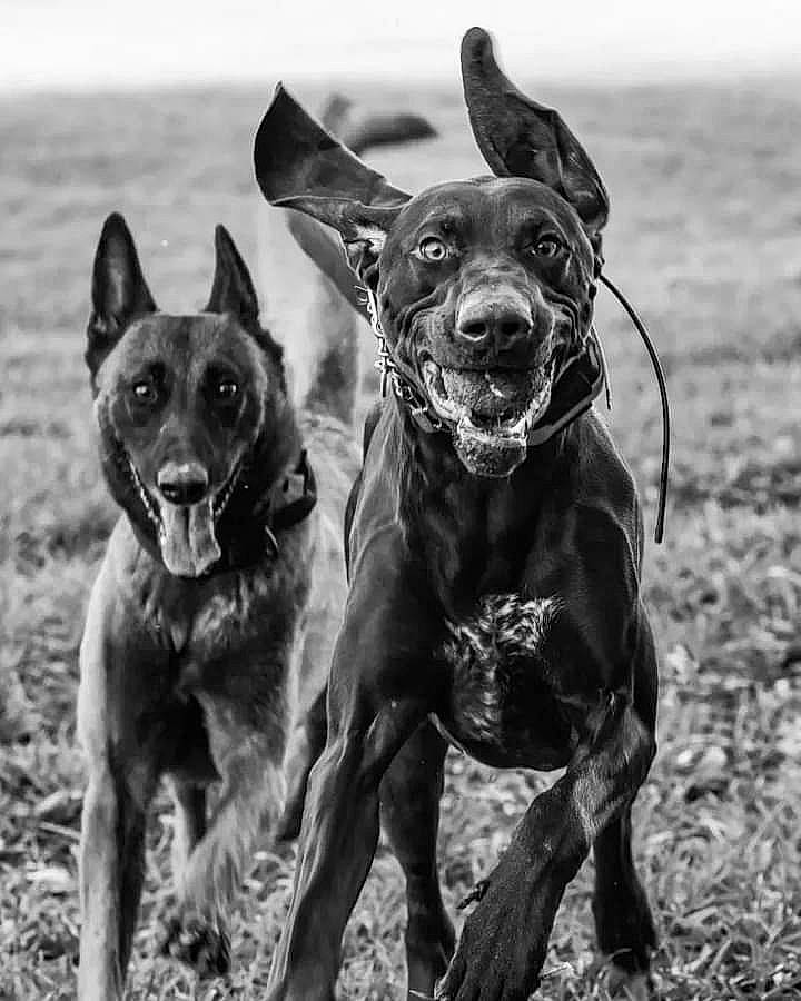 Bretzel a rejoint le concours — aidez-le/la à gagner de superbes lots ! adventure, canidae, carnivore, companion_dog, dog, dog_breed, dog_collar, dog_supply, guard_dog, hunting_dog, liver, monochrome_photography, snout, sporting_group, terrestrial_animal, working_animal, working_dog