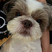 Rocket is registered to the contest to win money with this photo: animal, close_up, companion, curious, cute, dog, face, fluffy, friendly, fur, gray, holding, indoor, looking, nose, person, pet, portrait, whiskers, white