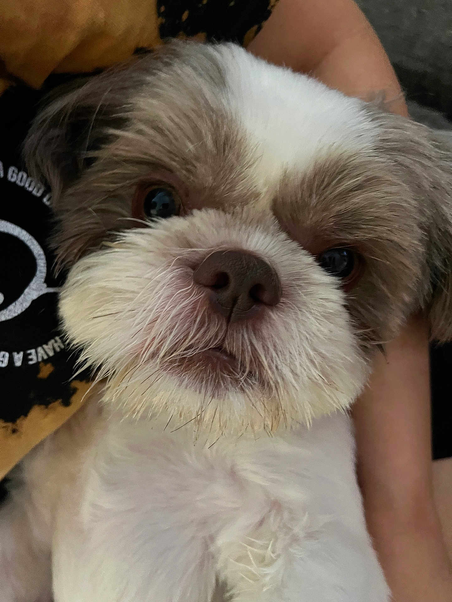 Rocket is registered to the contest to win money with this photo: animal, close_up, companion, curious, cute, dog, face, fluffy, friendly, fur, gray, holding, indoor, looking, nose, person, pet, portrait, whiskers, white