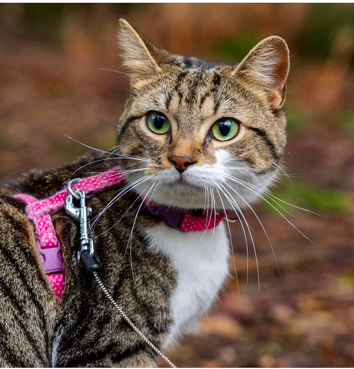 Jess joined the competition — help win amazing prizes! art, carnivore, cat, collar, domestic_short_haired_cat, eye, felidae, fur, grass, leash, organism, paw, small_to_medium_sized_cats, snout, terrestrial_animal, whiskers, wildlife