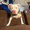 brown_furniture, chair, collar, couch, dog, eye_contact, floppy_ears, front_view, indoors, leash, living_room, pet, pet_bowl, pink_nose, pit_bull, portrait, recliner, short_hair, sitting, wood_floor