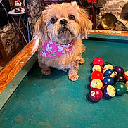 Sweetypie is registered to the contest to win money with this photo: dog, pool_table, billiard_balls, pink_bandana, bow, fluffy, indoor, decorations, stone_wall, butterfly, wooden_edge, cute, pet, animal, table_game, colorful, fur, small_dog, adorable, room