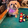 dog, pool_table, billiard_balls, pink_bandana, bow, fluffy, indoor, decorations, stone_wall, butterfly, wooden_edge, cute, pet, animal, table_game, colorful, fur, small_dog, adorable, room