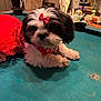 puppy, dog, tutu, bow, red, black_and_white, pool_table, indoor, lamp, chair, home_decor, table, fur, pet, cute, small_dog, sequin, animal, relaxing, cozy