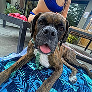 Angle is registered to the contest to win money with this photo: dog, brindle, tongue_out, towel, pattern, blue, person, swimsuit, outdoor, concrete_floor, bench, plant, door, window, collar, paw, relaxing, pet, summer, fun