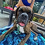dog, brindle, tongue_out, towel, pattern, blue, person, swimsuit, outdoor, concrete_floor, bench, plant, door, window, collar, paw, relaxing, pet, summer, fun