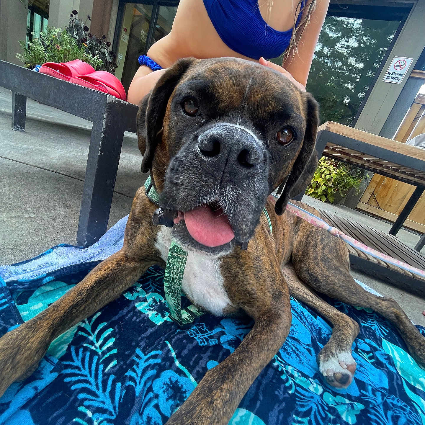 Angle is registered to the contest to win money with this photo: bench, blue, brindle, collar, concrete_floor, dog, door, fun, outdoor, pattern, paw, person, pet, plant, relaxing, summer, swimsuit, tongue_out, towel, window