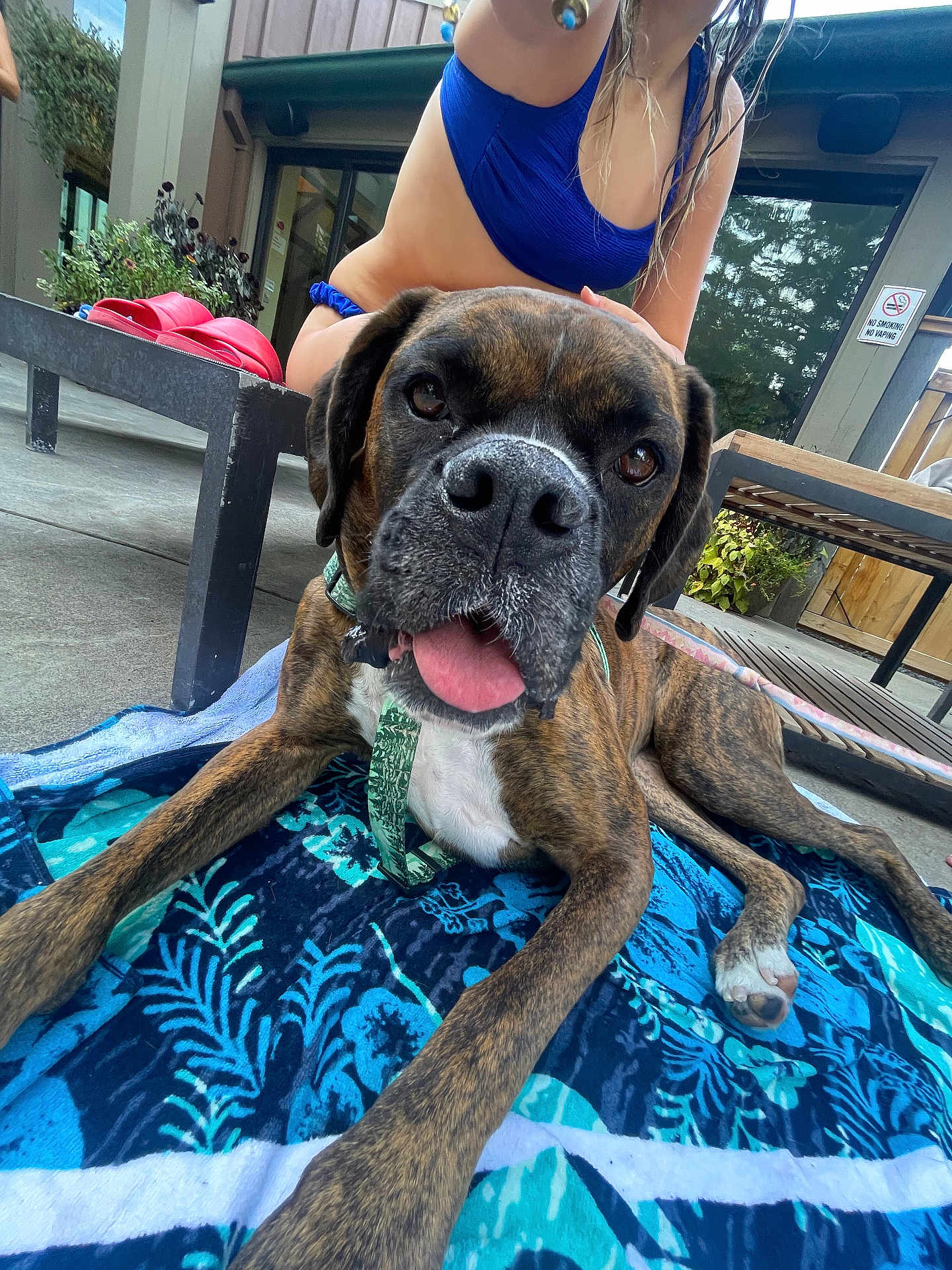 Angle is registered to the contest to win money with this photo: dog, brindle, tongue_out, towel, pattern, blue, person, swimsuit, outdoor, concrete_floor, bench, plant, door, window, collar, paw, relaxing, pet, summer, fun