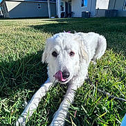 Coco joined the competition — help win amazing prizes! dog, white_dog, grass, outdoor, house, blue_sky, sunlight, pet, tongue_out, lying_down, yard, suburban, daytime, canine, fur, nature, animal, mammal, playful, domestic