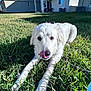 dog, white_dog, grass, outdoor, house, blue_sky, sunlight, pet, tongue_out, lying_down, yard, suburban, daytime, canine, fur, nature, animal, mammal, playful, domestic