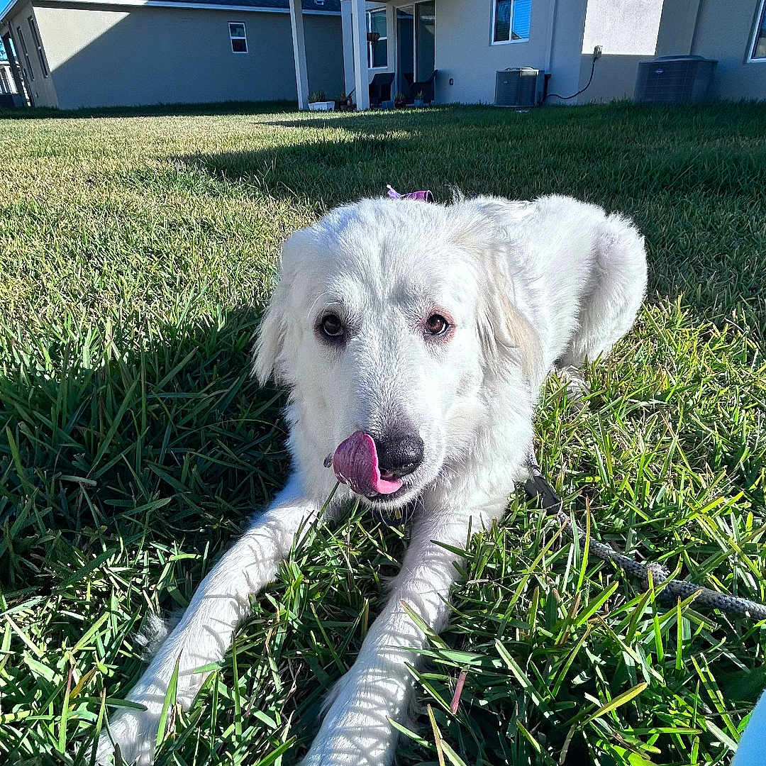 Coco joined the competition — help win amazing prizes! animal, blue_sky, canine, daytime, dog, domestic, fur, grass, house, lying_down, mammal, nature, outdoor, pet, playful, suburban, sunlight, tongue_out, white_dog, yard