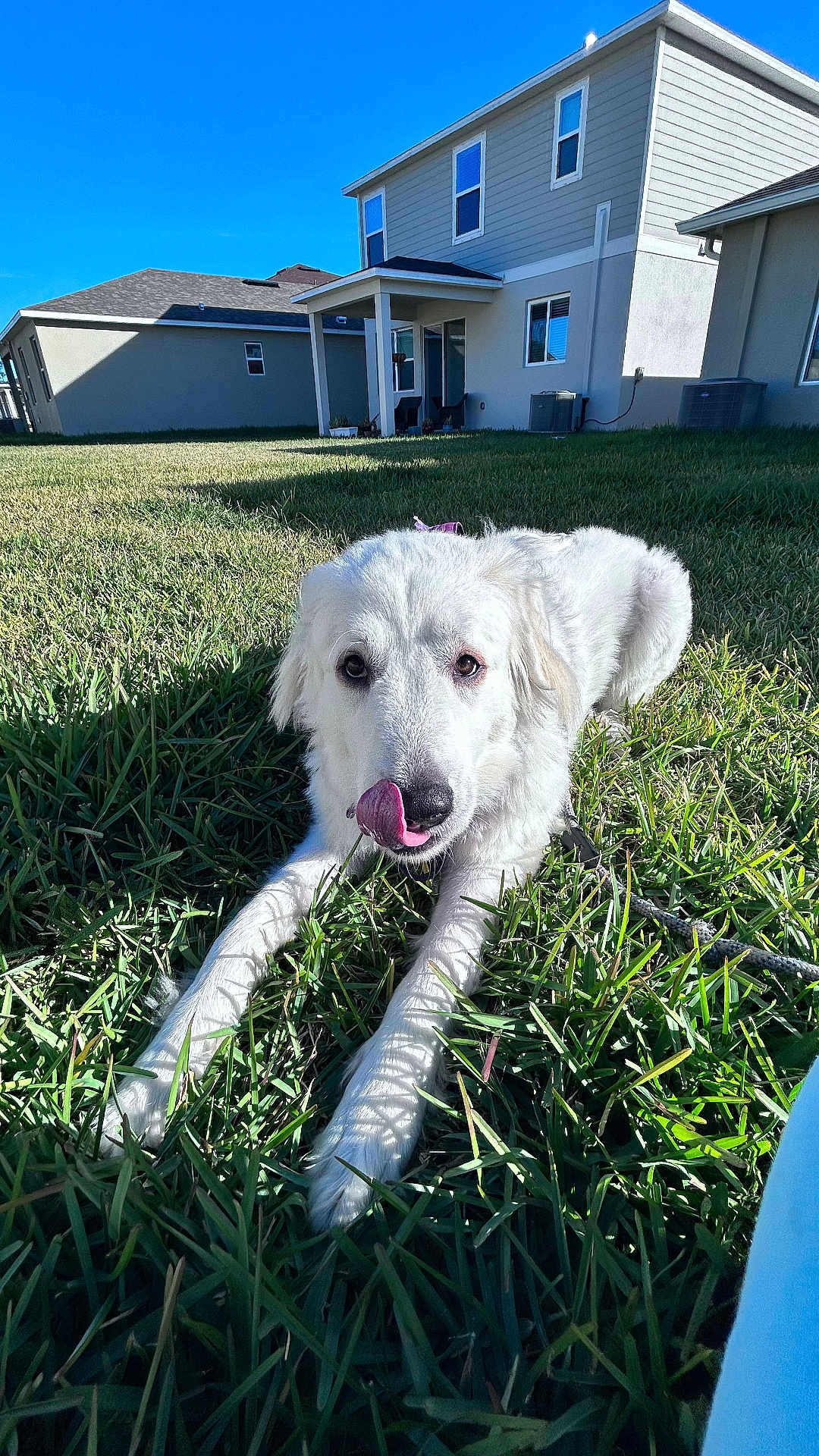 Coco joined the competition — help win amazing prizes! dog, white_dog, grass, outdoor, house, blue_sky, sunlight, pet, tongue_out, lying_down, yard, suburban, daytime, canine, fur, nature, animal, mammal, playful, domestic