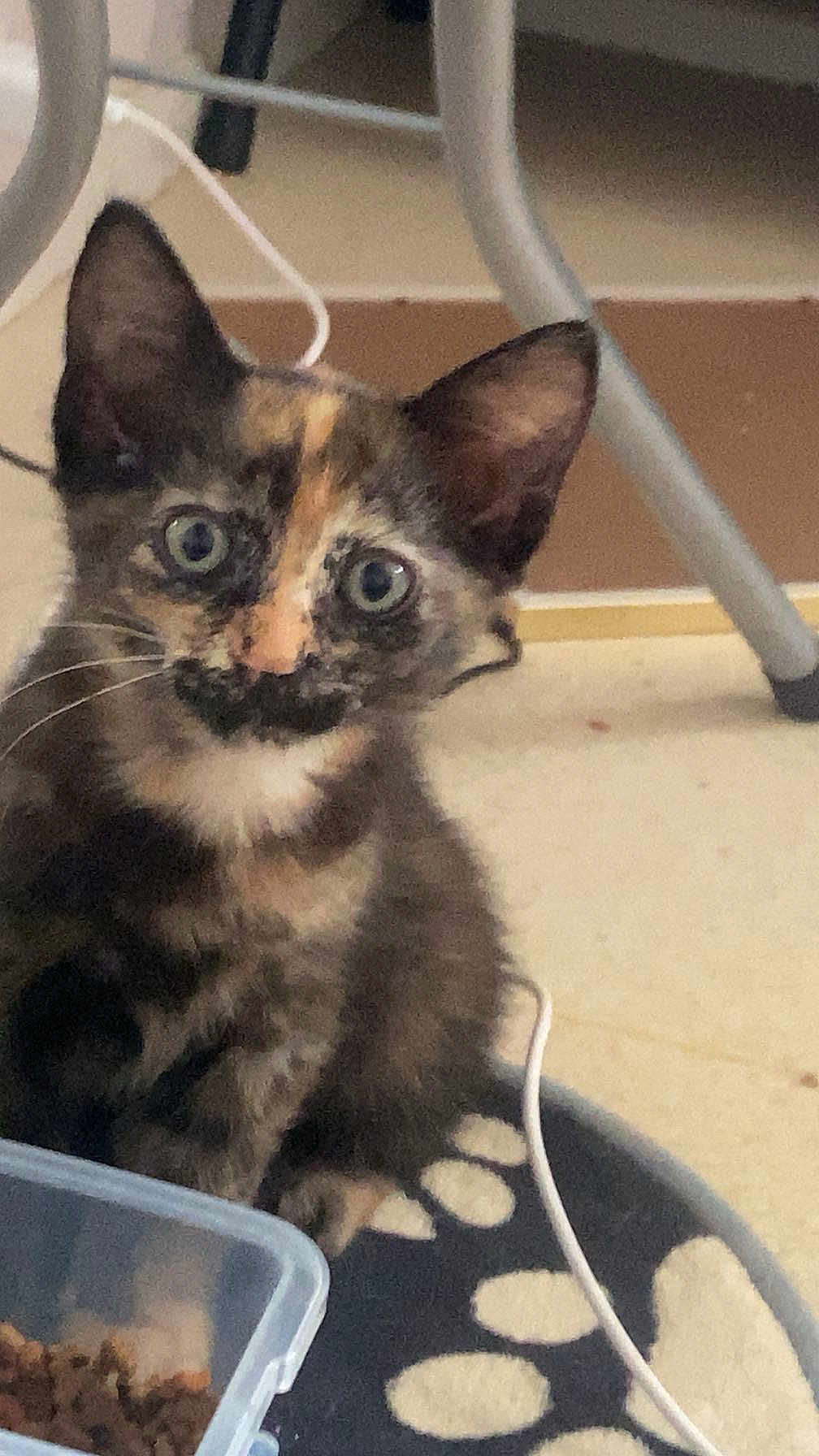 Cleo