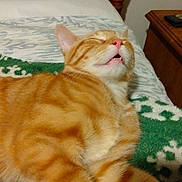 Sherman joined the competition — help win amazing prizes! animal, bed, blanket, cat, closeup, cozy, cute, domestic_animal, feline, fur, indoor, nightstand, orange_tabby, paw, pet, relaxed, resting, sleeping, whiskers, wooden_headboard