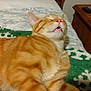 animal, bed, blanket, cat, closeup, cozy, cute, domestic_animal, feline, fur, indoor, nightstand, orange_tabby, paw, pet, relaxed, resting, sleeping, whiskers, wooden_headboard