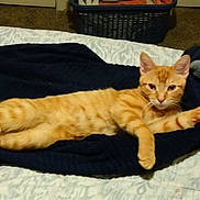 Sherman joined the competition — help win amazing prizes! cat, orange_tabby, blanket, bed, indoor, pet, feline, relaxed, stretching, sleepy, cozy, sock, patterned_sock, carpet, home, animal, cute, fur, whiskers, ears