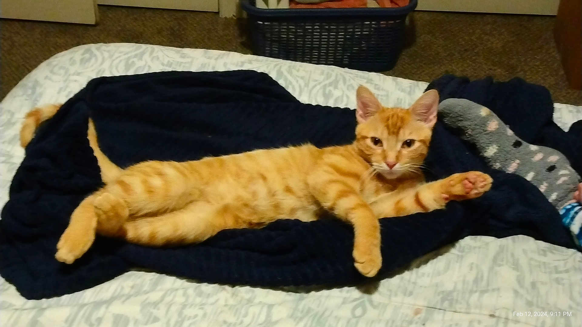 Sherman joined the competition — help win amazing prizes! cat, orange_tabby, blanket, bed, indoor, pet, feline, relaxed, stretching, sleepy, cozy, sock, patterned_sock, carpet, home, animal, cute, fur, whiskers, ears