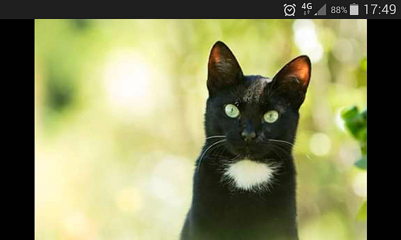 Minouchette participe au concours pour gagner de l'argent avec cette photo : carnivore, cat, domestic_short_haired_cat, felidae, formal_wear, fur, grass, head, macro_photography, plant, small_to_medium_sized_cats, snout, terrestrial_animal, tree, whiskers, wildlife, window