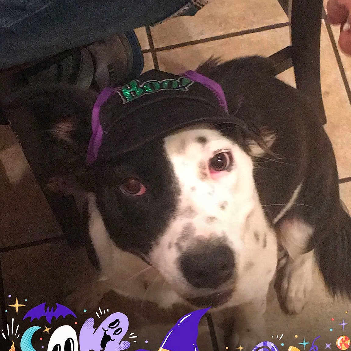 Keela is registered to the contest to win money with this photo: american_staffordshire_terrier, canidae, carnivore, dog, dog_breed, mammal, non_sporting_group, photo_caption, pit_bull, puppy_love, snout, sporting_group