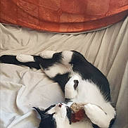 Desi joined the competition — help win amazing prizes! abyssinian, animal, bed, bedroom, blanket, canine, cat, couch, cushion, furniture, homedecor, indoors, kitten, linen, manx, person, pet, pillow, room, sleeping