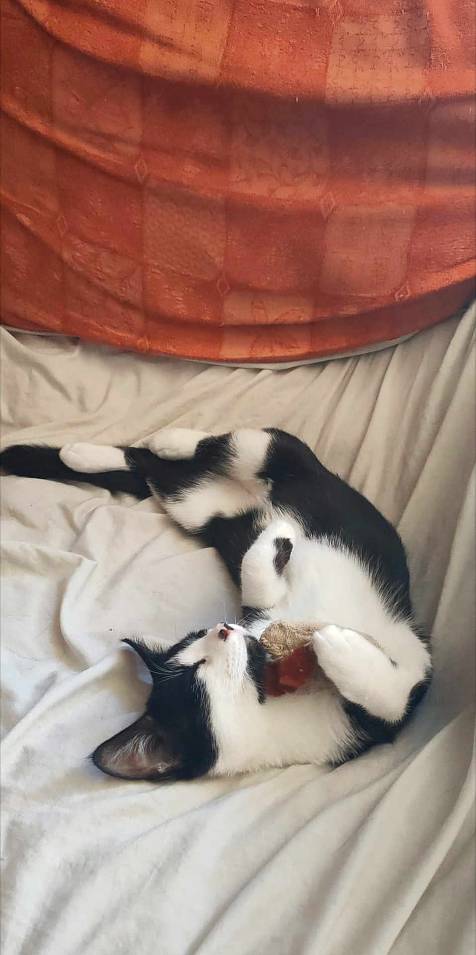 Desi joined the competition — help win amazing prizes! abyssinian, animal, bed, bedroom, blanket, canine, cat, couch, cushion, furniture, homedecor, indoors, kitten, linen, manx, person, pet, pillow, room, sleeping
