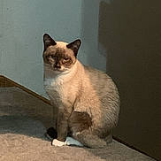 Nala Bean joined the competition — help win amazing prizes! cat, siamese_cat, indoor, carpet, wall, shadow, door, pet, animal, feline, sitting, quiet, calm, fur, whiskers, ears, paws, brown, white, beige