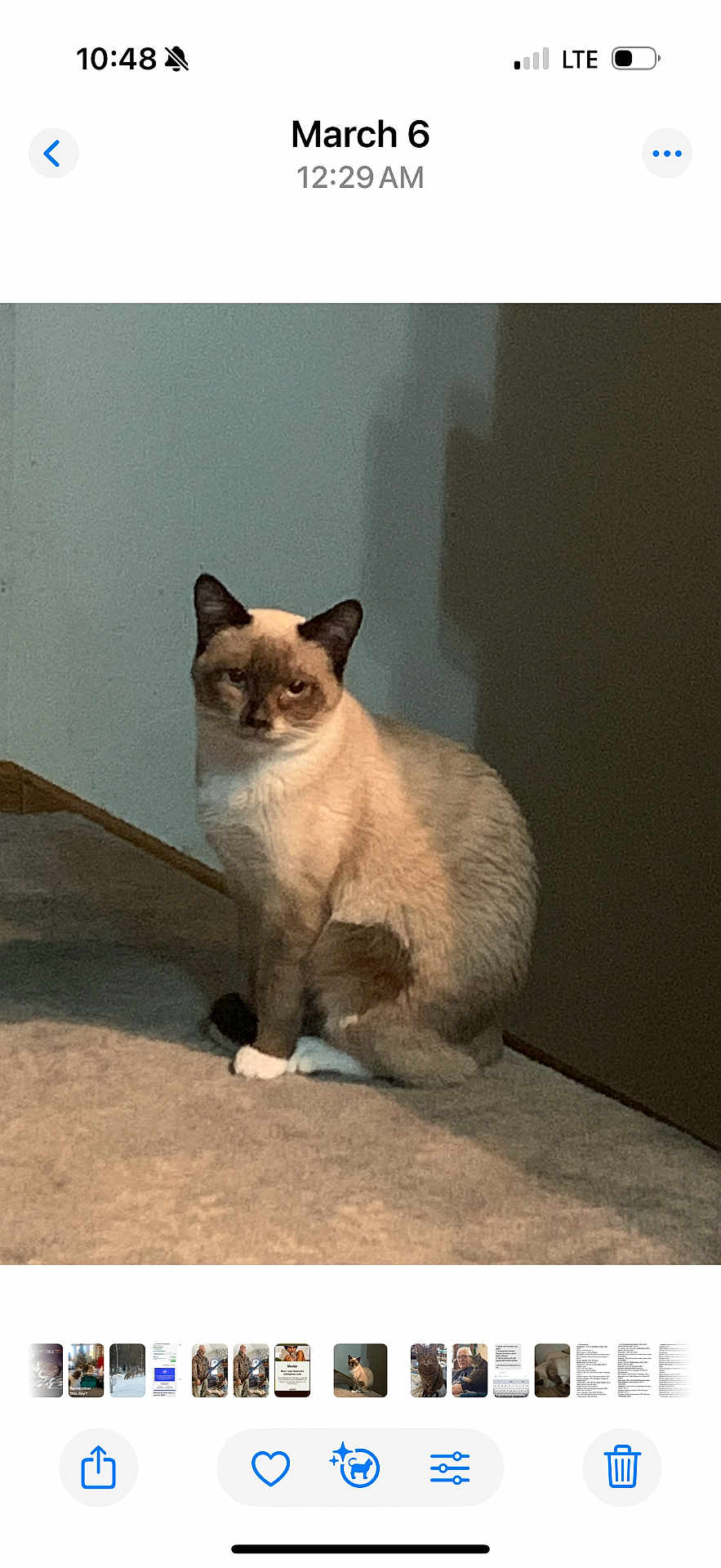 Nala Bean joined the competition — help win amazing prizes! cat, siamese_cat, indoor, carpet, wall, shadow, door, pet, animal, feline, sitting, quiet, calm, fur, whiskers, ears, paws, brown, white, beige