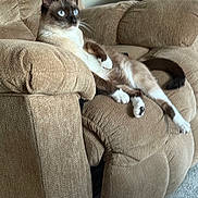 Nala joined the competition — help win amazing prizes! cat, siamese_cat, recliner, furniture, indoor, pet, relaxed, blue_eyes, beige, plush, couch, animal, whiskers, paw, tail, home, cozy, sitting, resting, comfortable