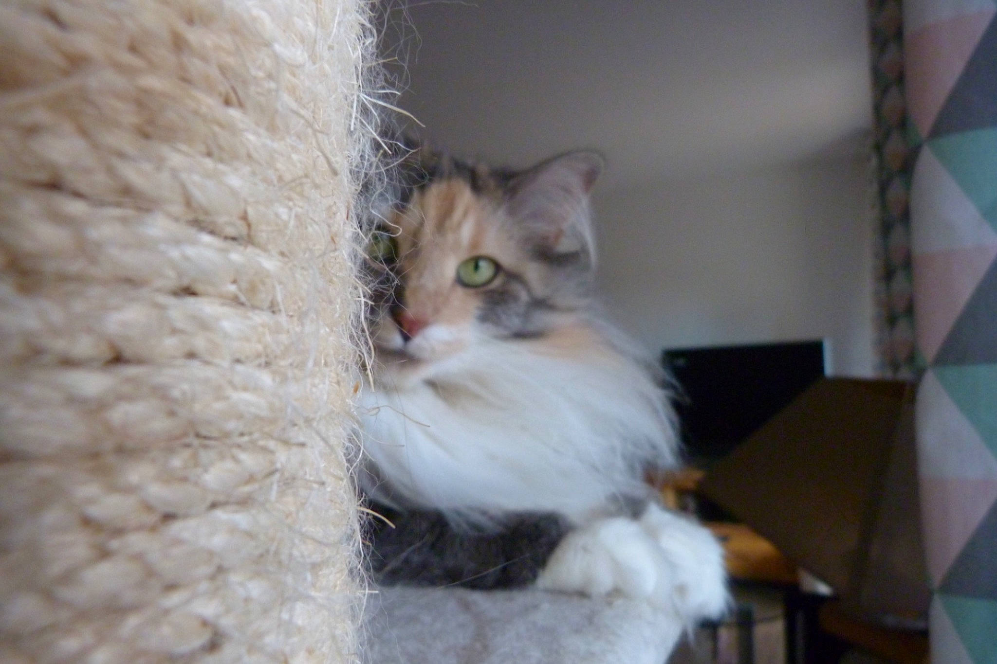 Djuna a rejoint le concours — aidez-le/la à gagner de superbes lots ! animal_shelter, carnivore, cat, cat_supply, domestic_short_haired_cat, fawn, felidae, fur, maine_coon, small_to_medium_sized_cats, snout, tail, whiskers, window, wood, wool