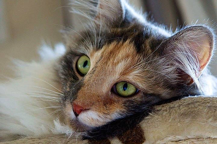 Djuna a rejoint le concours — aidez-le/la à gagner de superbes lots ! carnivore, cat, close_up, curious, domestic_short_haired_cat, fawn, felidae, fur, iris, kitten, small_to_medium_sized_cats, snout, terrestrial_animal, vertebrate, whiskers