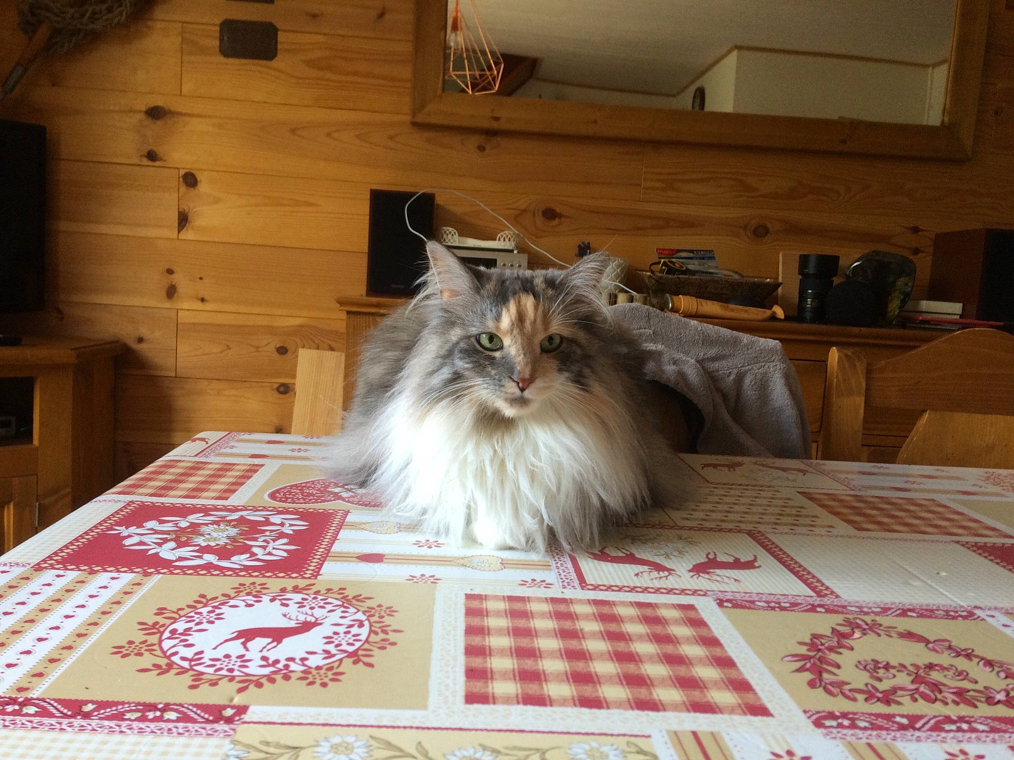 Djuna participe au concours pour gagner de l'argent avec cette photo : canidae, carnivore, cat, companion_dog, fawn, felidae, floor, flooring, fur, grey, hardwood, pattern, ragdoll, small_to_medium_sized_cats, snout, tail, textile, whiskers, wood, wood_stain