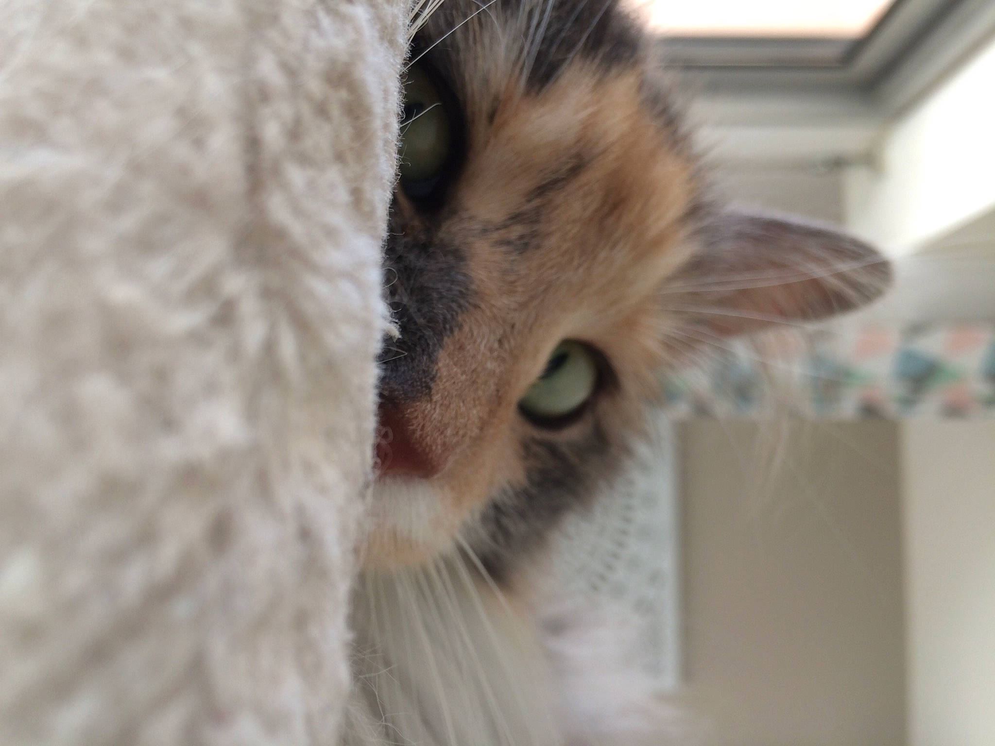 Djuna a rejoint le concours — aidez-le/la à gagner de superbes lots ! carnivore, cat, claw, domestic_short_haired_cat, ear, eyelash, fawn, felidae, fur, nap, paw, small_to_medium_sized_cats, tail, terrestrial_animal, whiskers, wildlife