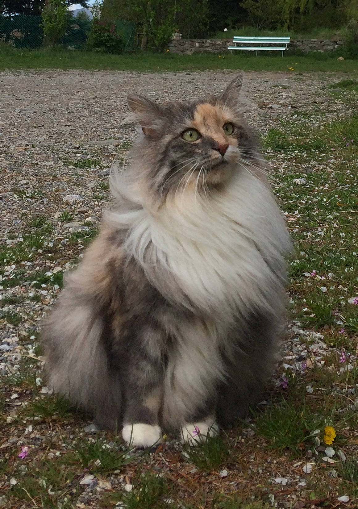 Djuna participe au concours pour gagner de l'argent avec cette photo : annual_plant, bench, british_longhair, carnivore, cat, fawn, felidae, fur, grass, grassland, maine_coon, persian, plant, ragdoll, small_to_medium_sized_cats, snout, tail, terrestrial_animal, tree, whiskers