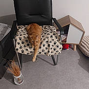 Cali a rejoint le concours — aidez-le/la à gagner de superbes lots ! animal, black_chair, blanket, cat, cat_house, chair, cozy, domestic, dried_plants, floor, furniture, home_decor, indoor, orange_cat, paw_prints, pet, relaxing, stretching, toy, vase