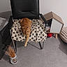 animal, black_chair, blanket, cat, cat_house, chair, cozy, domestic, dried_plants, floor, furniture, home_decor, indoor, orange_cat, paw_prints, pet, relaxing, stretching, toy, vase