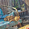 Cali a rejoint le concours — aidez-le/la à gagner de superbes lots ! bamboo_chair, cat, cozy, decor, domestic_cat, fence, floral_cushion, nature, orange_cat, outdoor, patterned_pot, pet, plant, potted_plant, relaxed, resting, shadow, sunlight, table, wooden_table