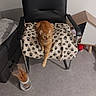 Cali participe au concours pour gagner de l'argent avec cette photo : animal, blanket, cat, chair, cozy, cute, domestic_cat, floor, furniture, ginger_cat, indoor, living_room, looking_up, orange_fur, paw_print, pet, pet_house, plant, relaxing, resting