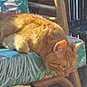 animal, calm, cat, chair, cushion, domestic_animal, feline, fluffy, furniture, lazy, mammal, orange_cat, outdoor, pet, portrait, relaxed, resting, side_view, sunlight, wooden_chair