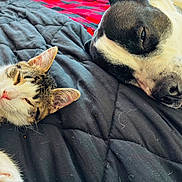 Logan And Kane is registered to the contest to win money with this photo: bed, black_and_white_dog, blanket, cat, close_up, companion, cozy, dog, fur, indoor, kitten, nose, paw, pet, puppy, relaxation, sleeping, snuggling, tabby_cat, whiskers